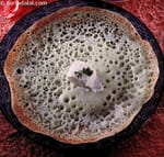 Spinach Appam recipe, Idli Recipes, Dosa Recipes