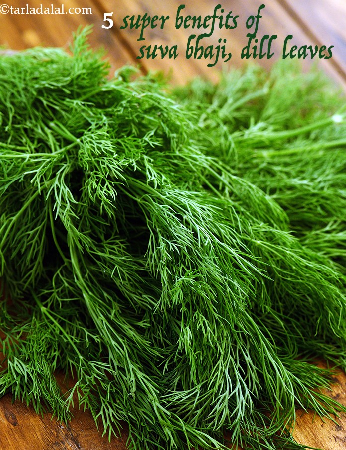 Benefits of Dill Leaves, Suva, Shepu