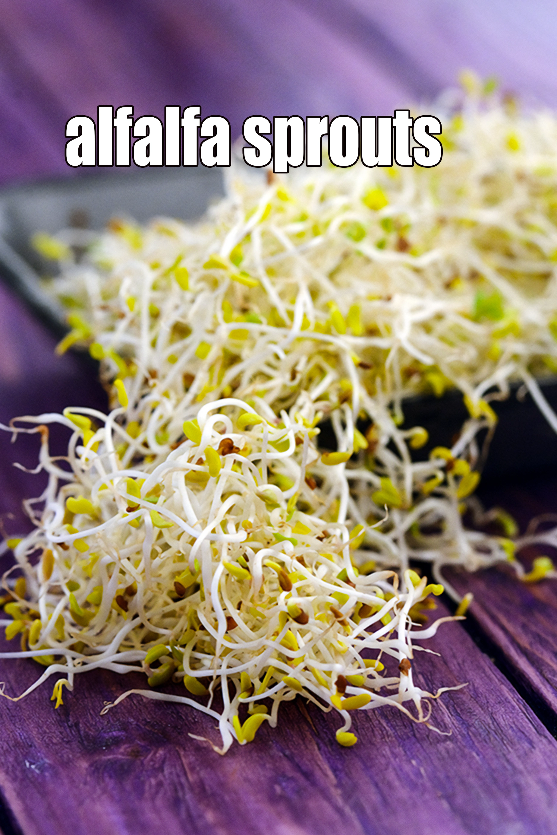 alfalfa sprouts