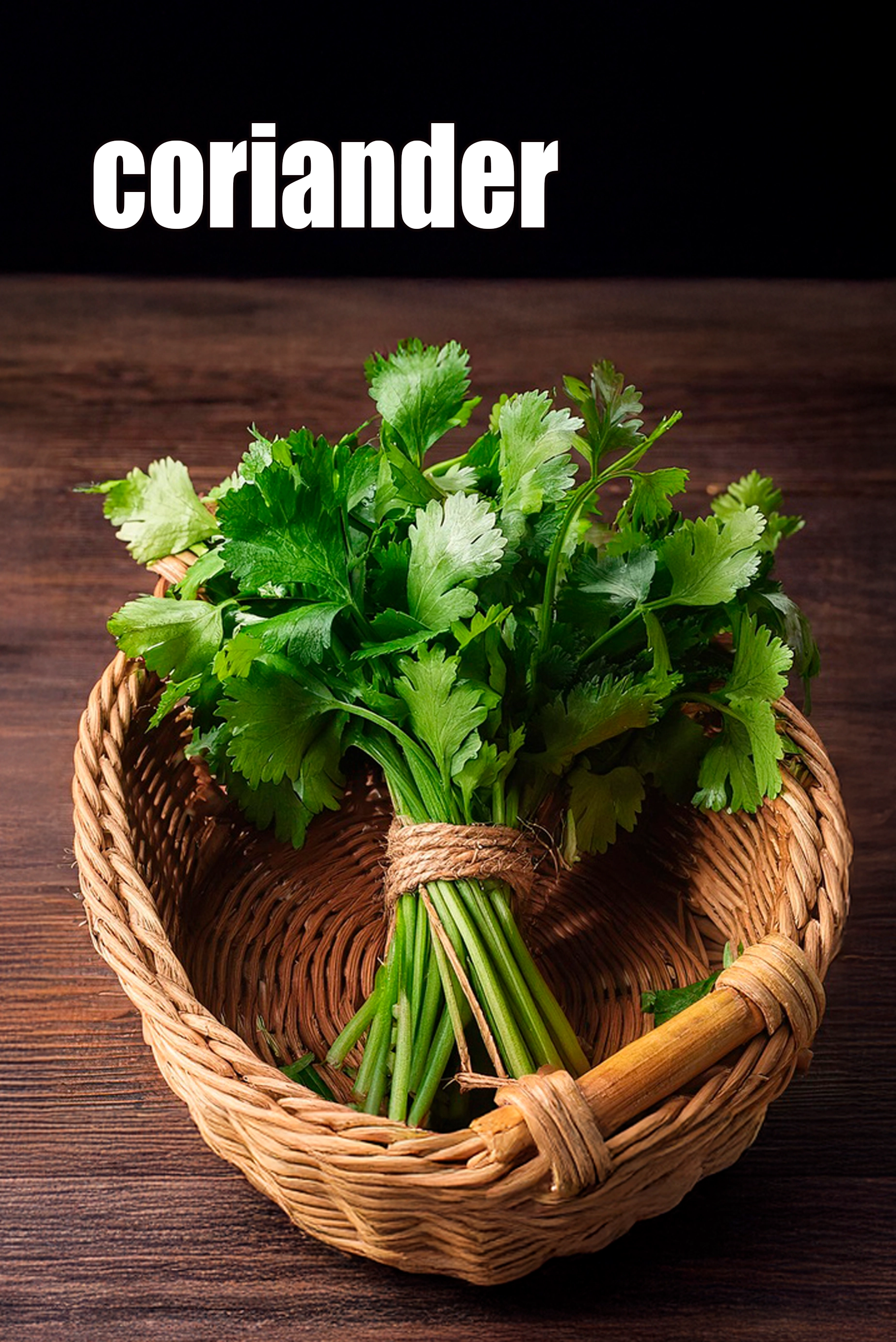 coriander