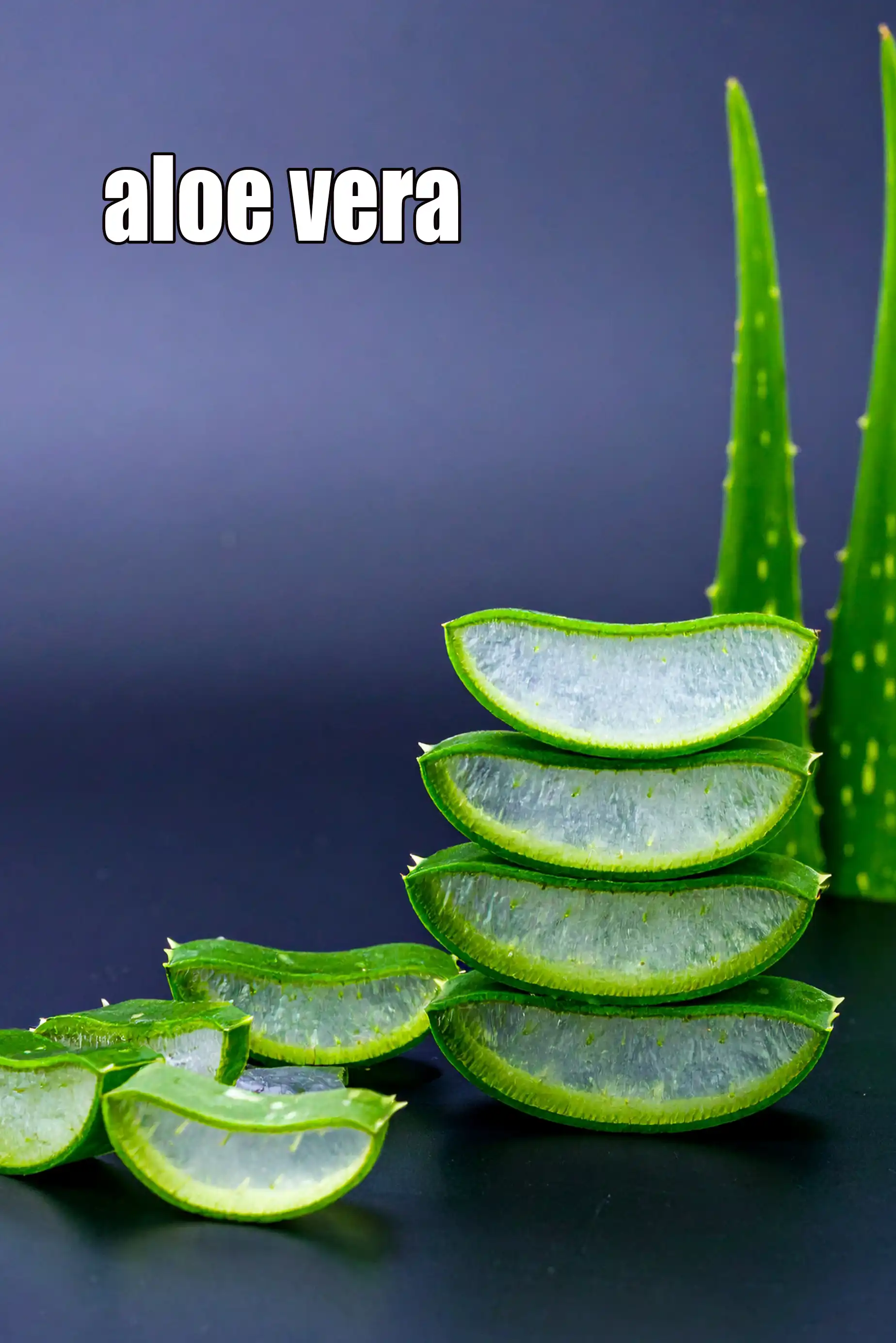 aloe vera