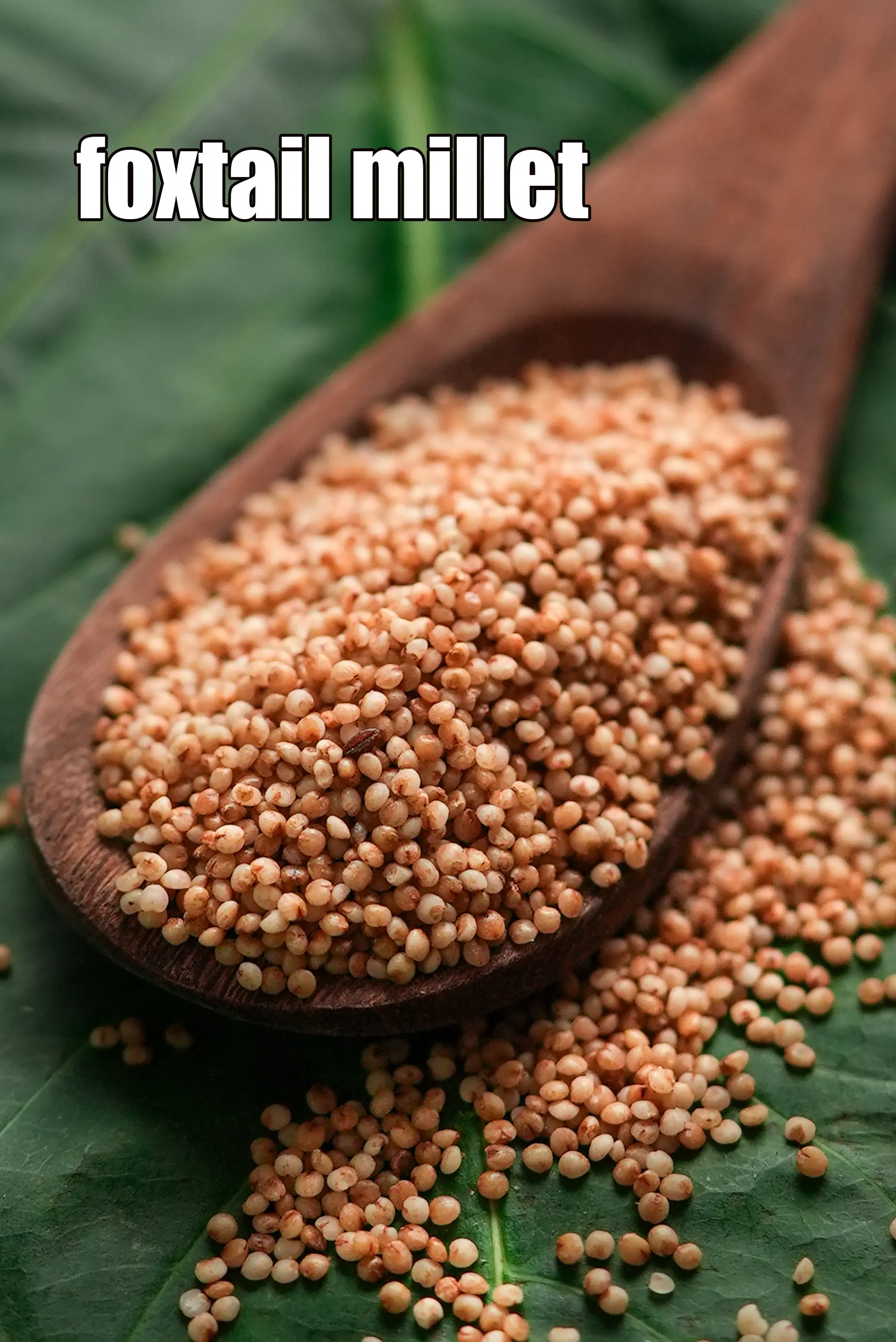foxtail millet