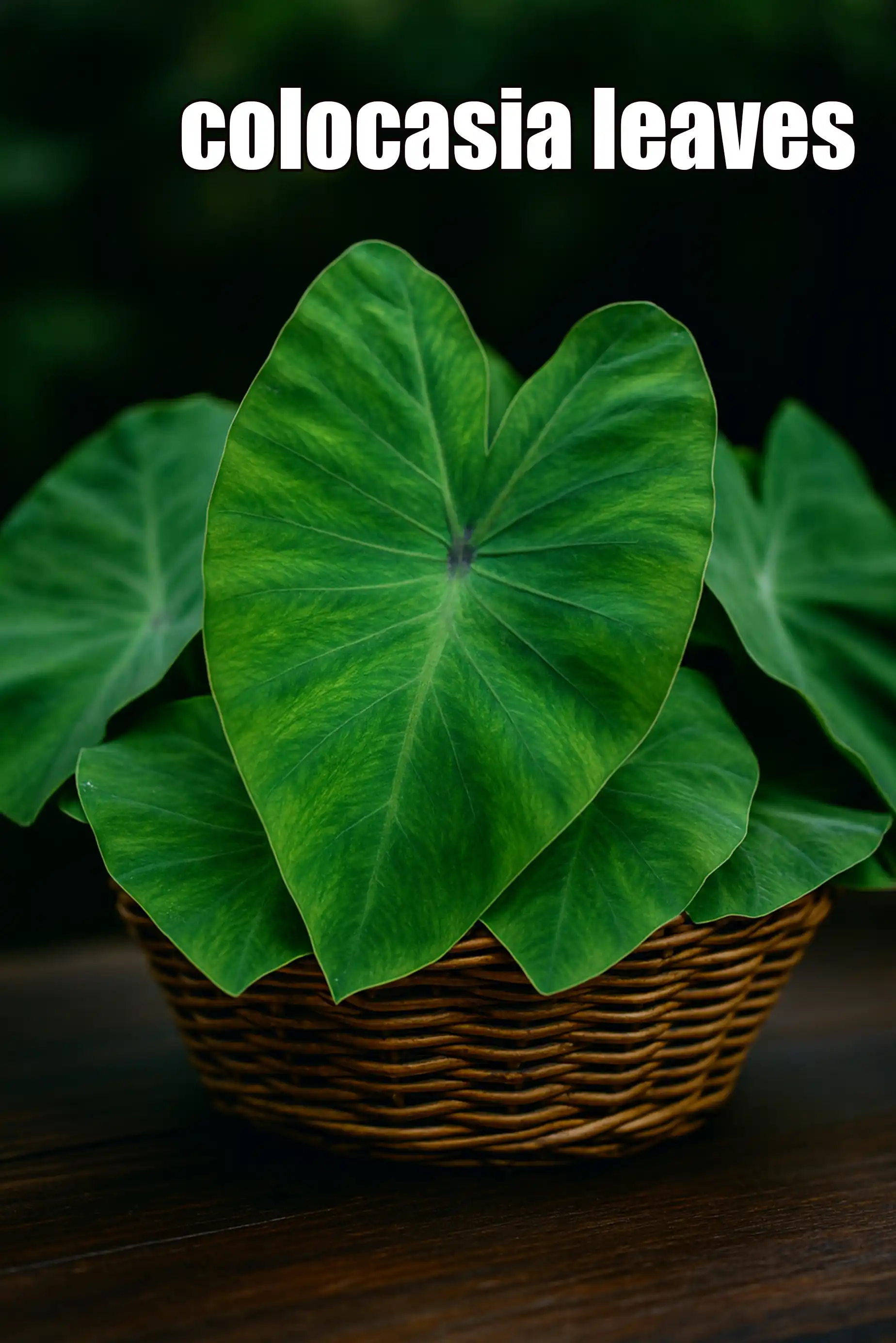 colocasia leaves
