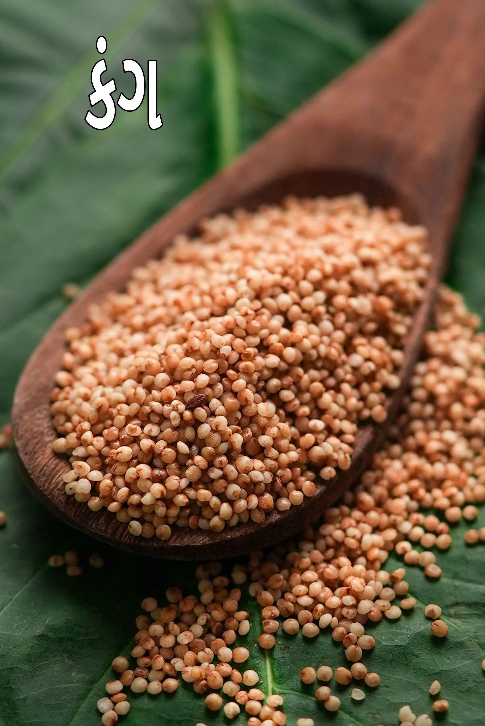 foxtail millet