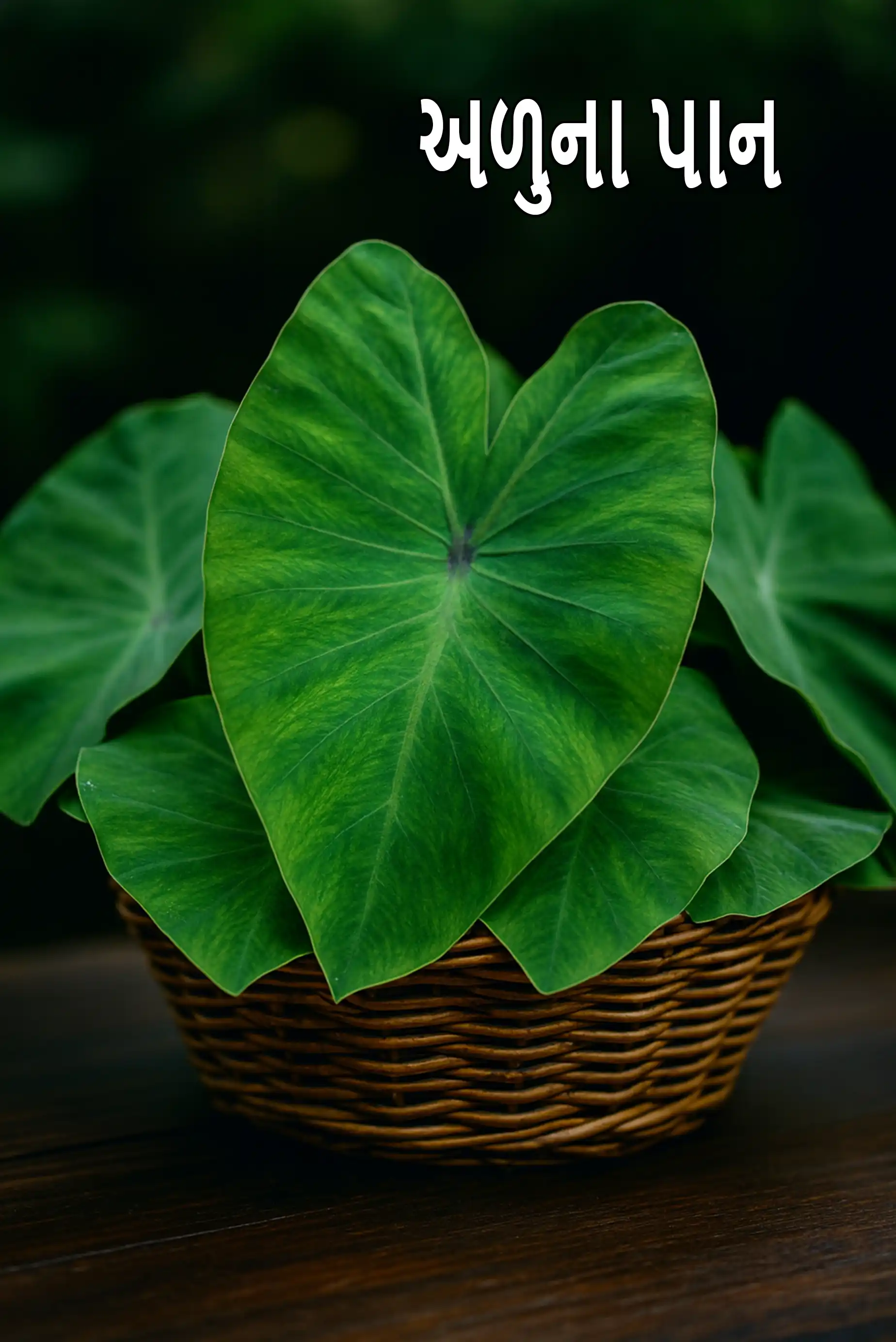 colocasia leaves