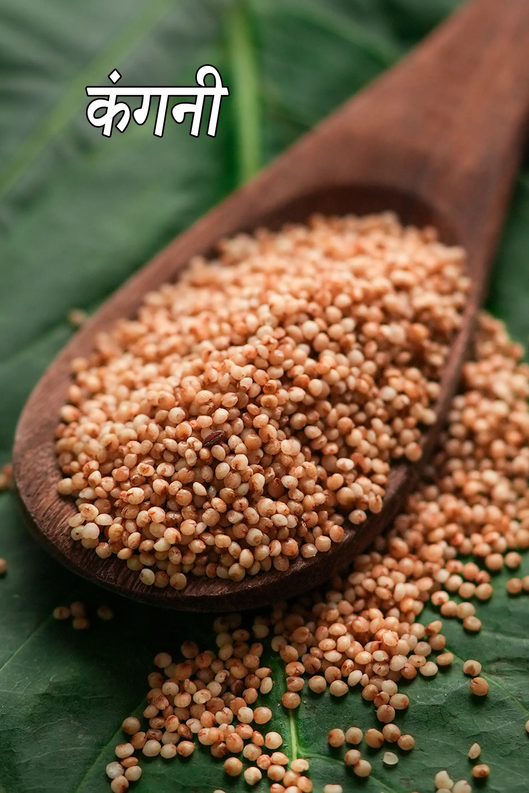 foxtail millet