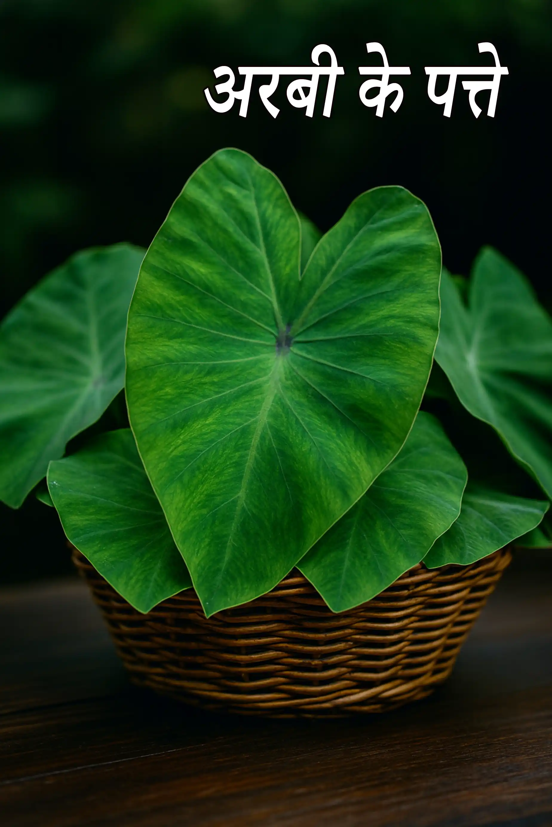 colocasia leaves