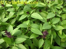 thai basil