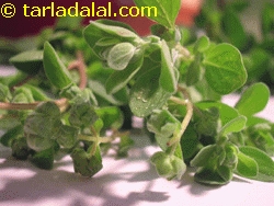 marjoram