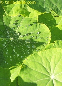 nasturtium leaves
