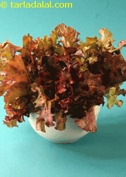 curly red lettuce