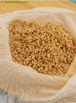 sprouted wheat