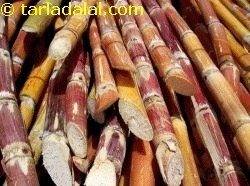 sugarcane