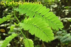 tamarind leaves
