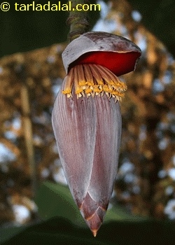 banana flower