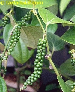 green peppercorns