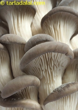 oyster mushrooms