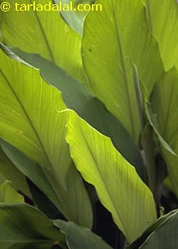 turmeric leaves