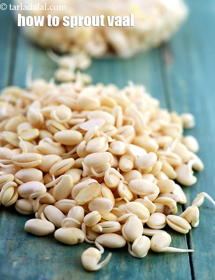 how to sprout vaal, lima beans recipe | how to make sprouts val beans |
