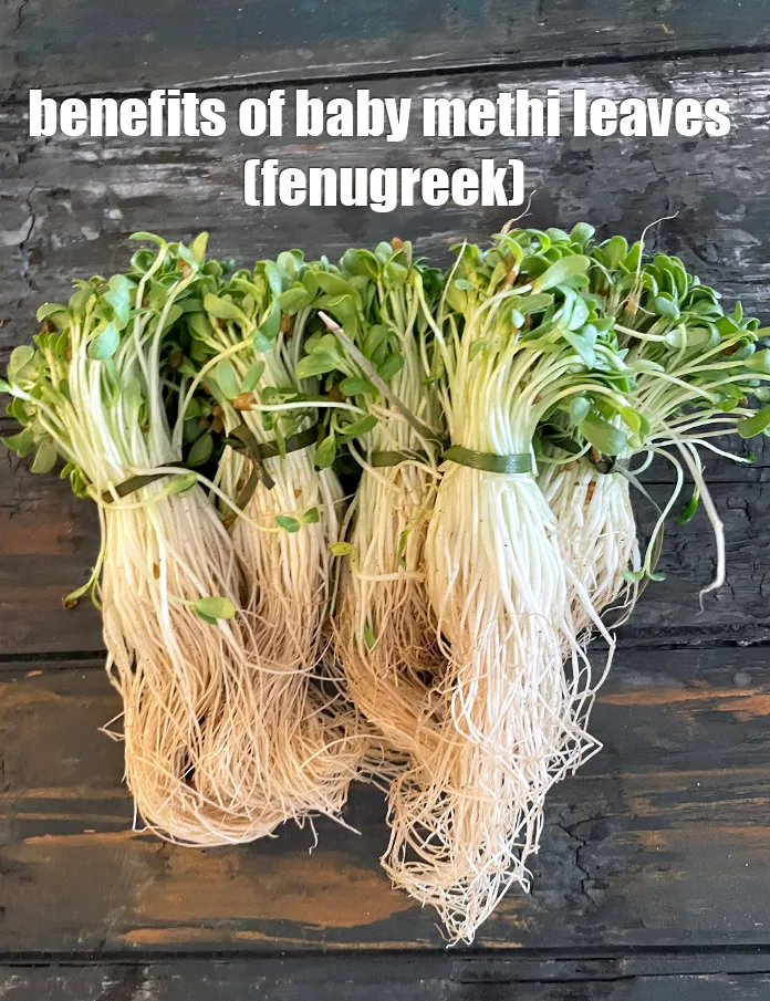 Step 22 – <strong>Baby Methi leaves (fenugreek) </strong>are&nbsp;<a href="https://www.tarladalal.com/recipes-for-Healthy-Low-Calorie-Weight-Loss-383">low in calorie</a>,&nbsp;<a href="https://www.tarladalal.com/recipes-for-Antioxidant-Rich-1054">powerful antioxidant</a>&nbsp;and&nbsp;cures mouth ulcers.&nbsp;<a href="https://www.tarladalal.com/recipes-using-Fenugreek-leaves-373">Fenugreek leaves</a>&nbsp;help in …