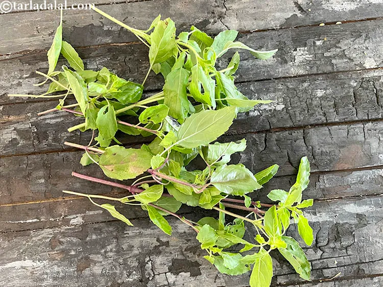 Step 3 – This is what tulsi looks like.&nbsp;<meta charset="UTF-8" />Tulsi, also known as the Indian basil or …