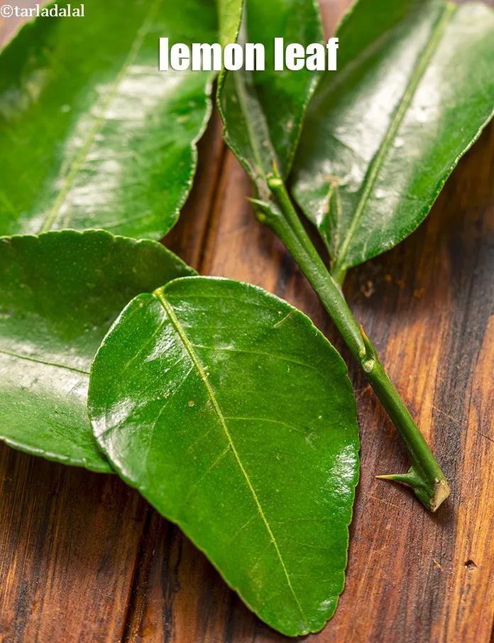 Step 5 – Lemon leaves are dark green leaves, arranged alternatively on the stem of the lemon. Lemon …