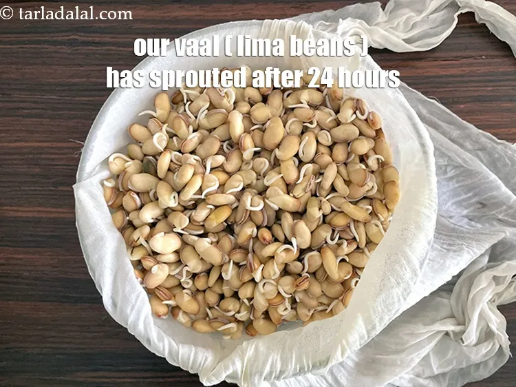 Step 13 – Our vaal ( butter beans, lima beans ) is now sprouted after 24 hours.