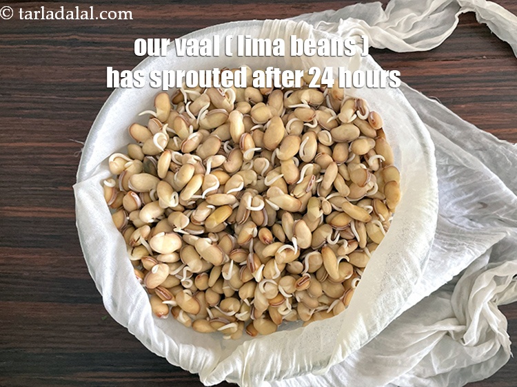 Step 13 – Our vaal ( butter beans, lima beans ) is now sprouted after 24 hours.
