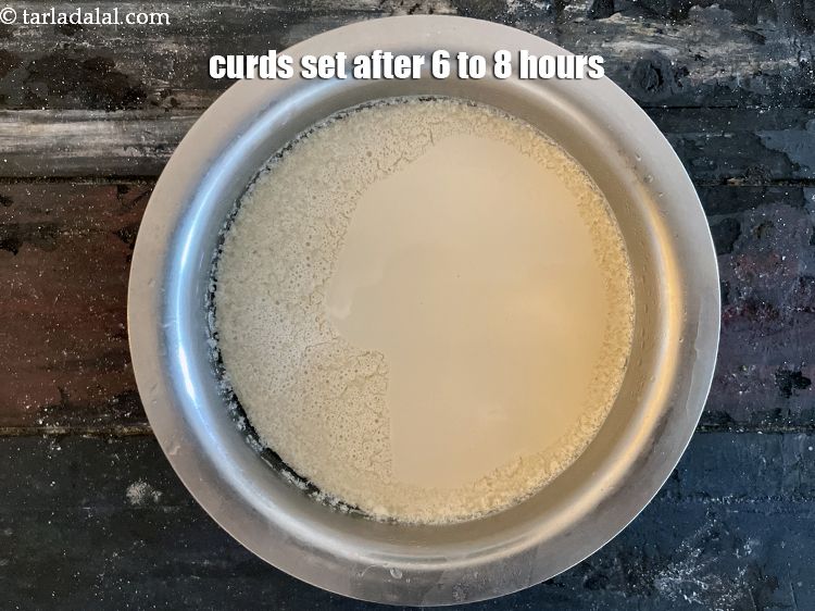 Step 10 – Curds set after 6 to 8 hours.