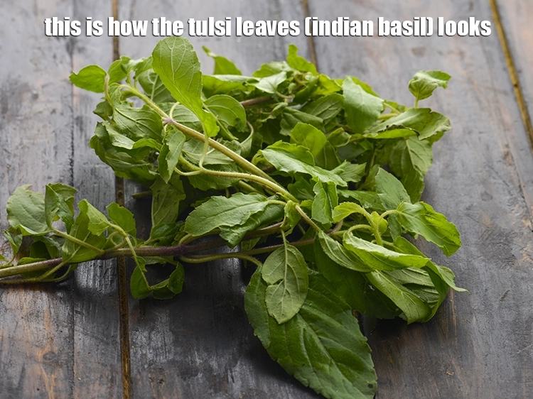 Step 2 – <p>This is how the tulsi looks. &nbsp;</p>