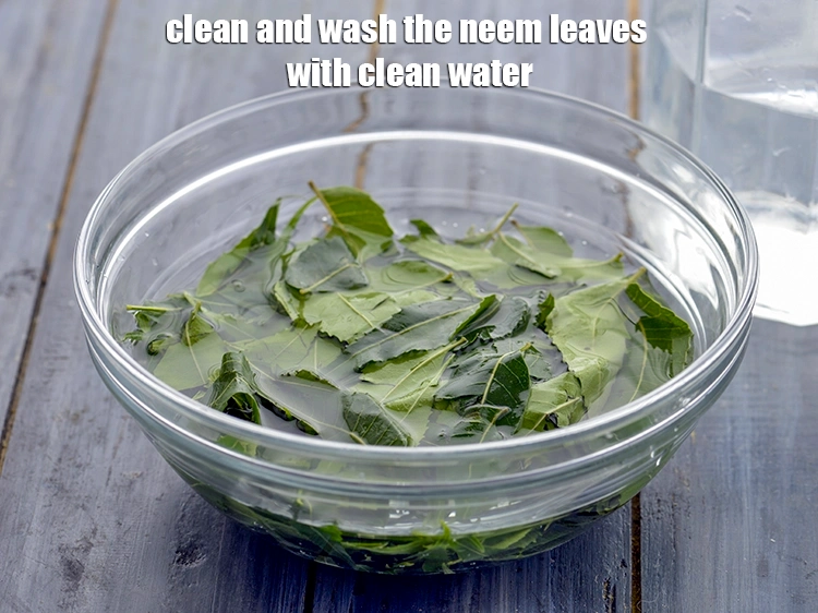 Step 12 – <p>Clean and wash the neem leaves with clean water.&nbsp;</p>