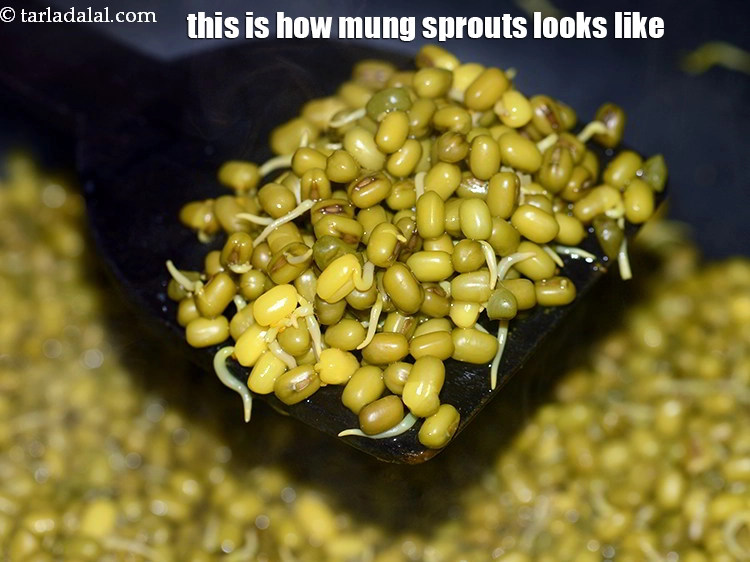 Step 29 – <p>This is how&nbsp;<strong>healthy mung beans sprouts</strong>&nbsp;looks like.</p>