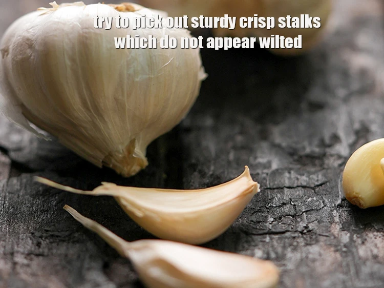 Step 10 – <p>Try to pick out sturdy crisp stalks which do not appear wilted, and you should …