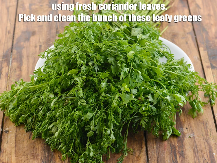 Step 31 – <p>We will be using <strong>fresh coriander leaves</strong>.Pick and clean the bunch of these leafy greens.</p>
