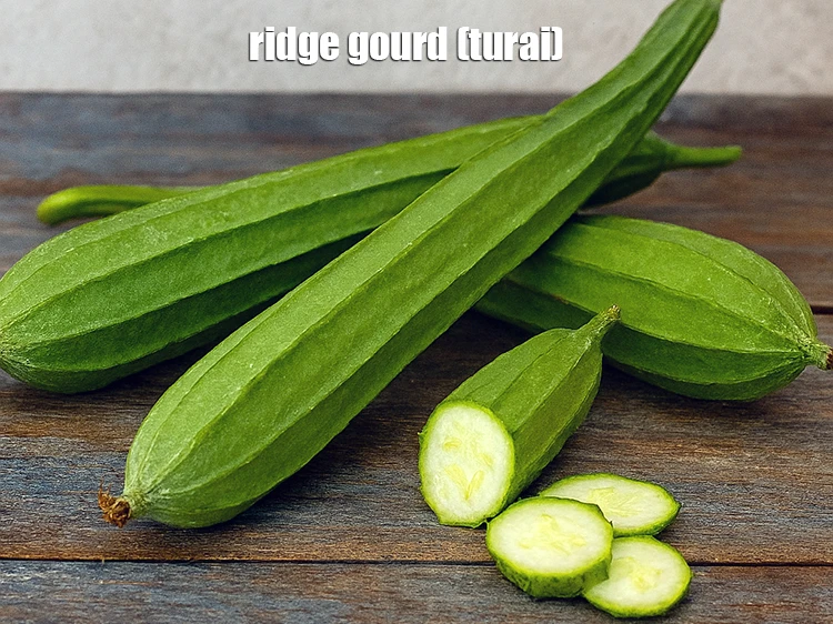 Step 3 – <p>This is what turai <a href="https://www.tarladalal.com/glossary-ridge-gourd-turai-turiya-604i#ing_2317"><u>ridge gourd (turai)</u></a> look like.</p>