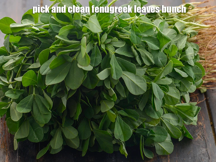 Step 2 – <p>To make methi muthias for&nbsp;<strong>undhiyu, </strong>pick and clean <a href="https://www.tarladalal.com/glossary-fenugreek-leaves-methi-methi-leaves-methi-ke-patte-methi-ki-bhaji-373i#ing_2382"><u>fenugreek leaves (methi)</u></a> bunch.</p>