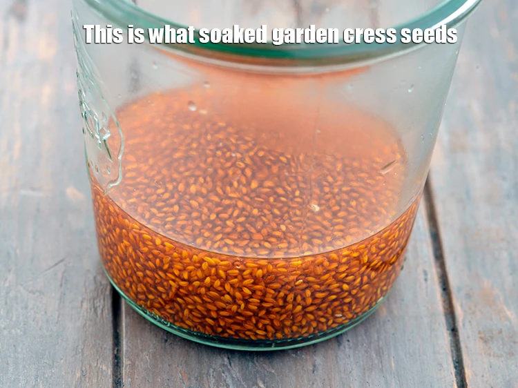 स्टेप 5 – <p>ये हैं भीगे हुए गार्डन क्रेस के बीज।</p>